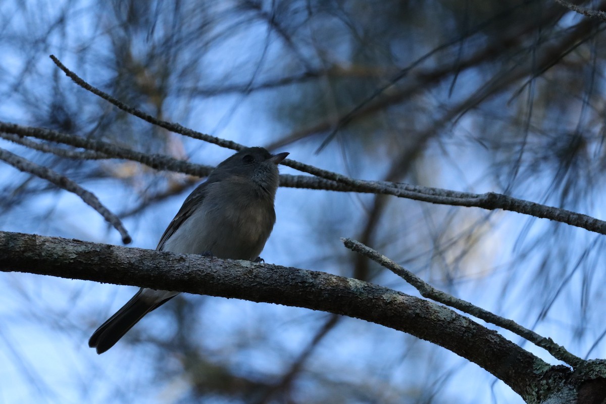 Golden Whistler - ML637816466