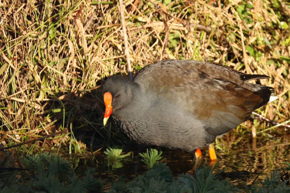 Dusky Moorhen - ML637816476