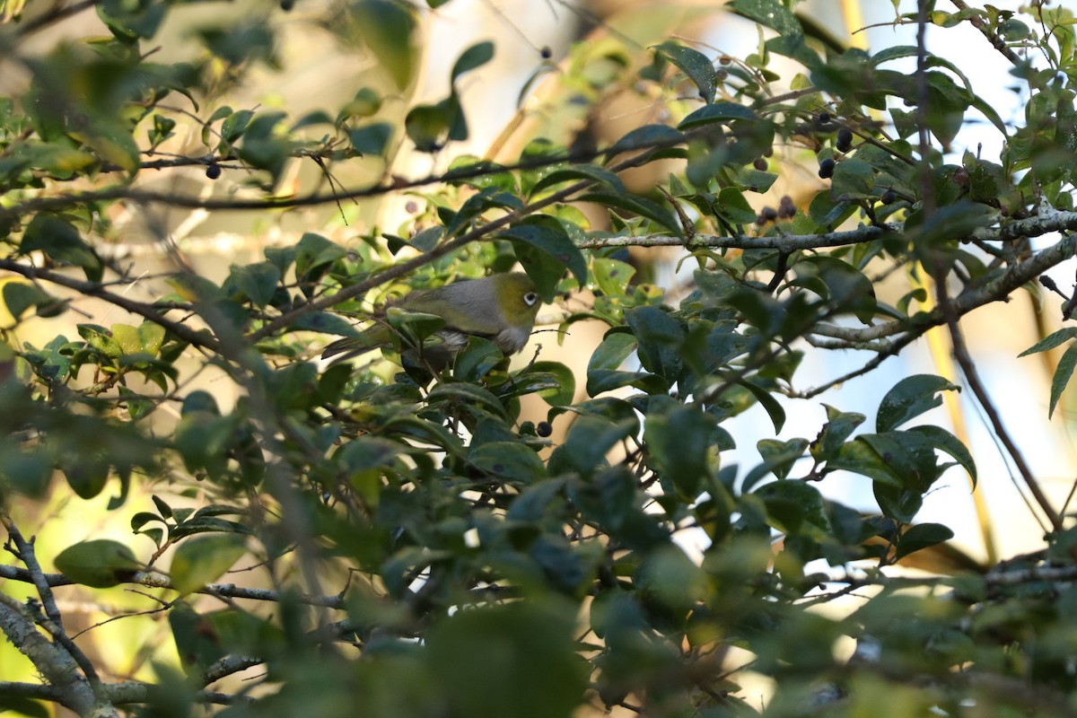Silvereye - ML637816481