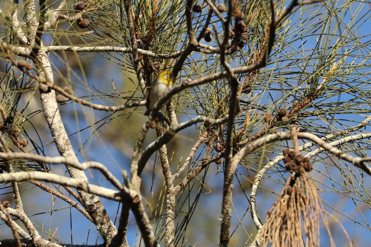 Silvereye - ML637816482