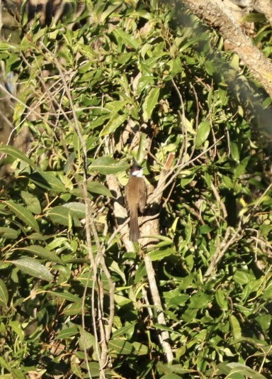 Red-whiskered Bulbul - ML637816497
