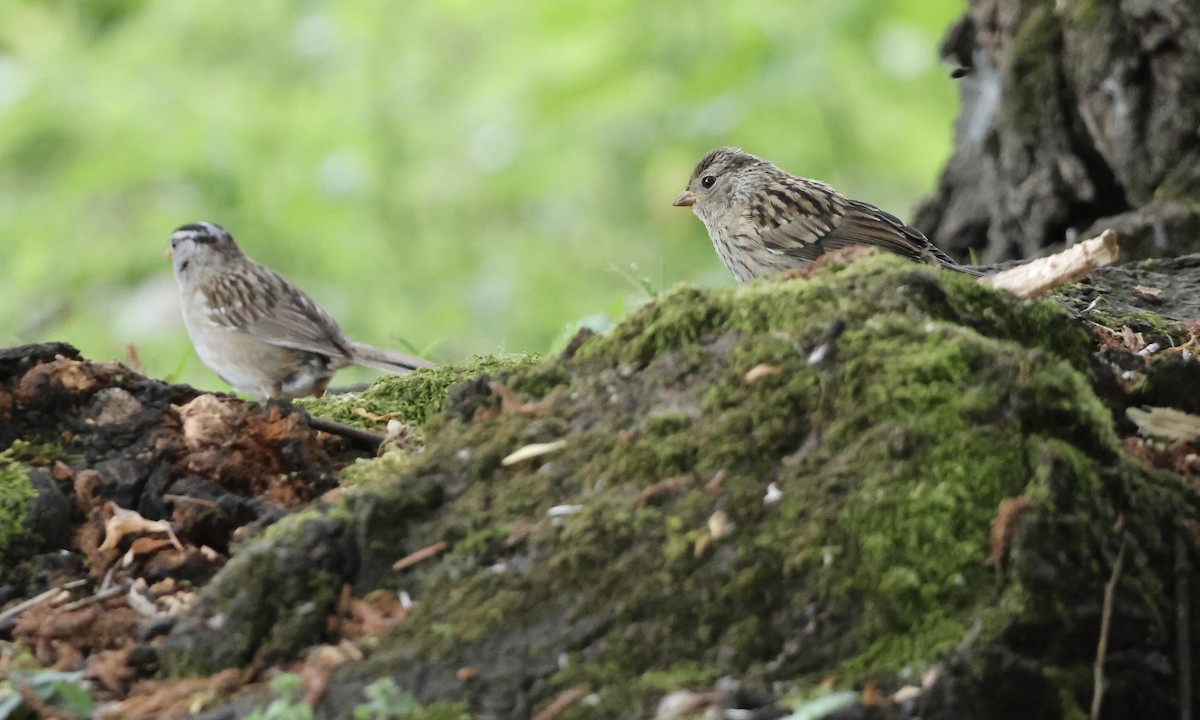 White-crowned Sparrow - ML637816522