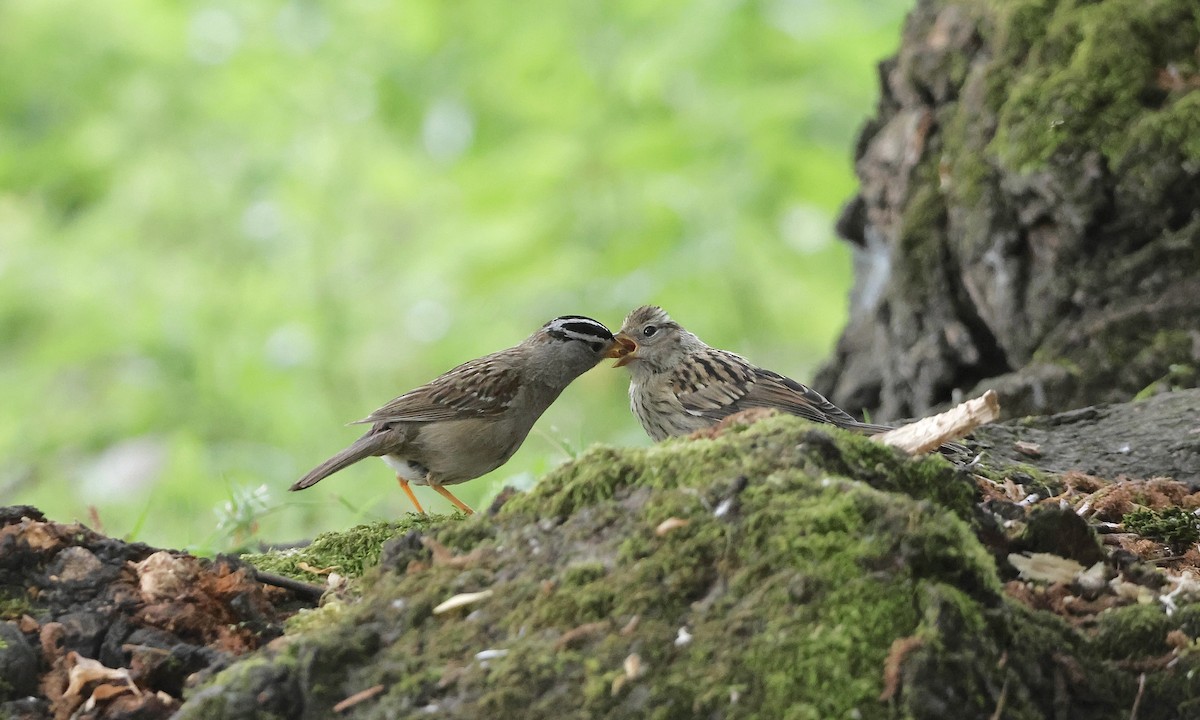 White-crowned Sparrow - ML637816523