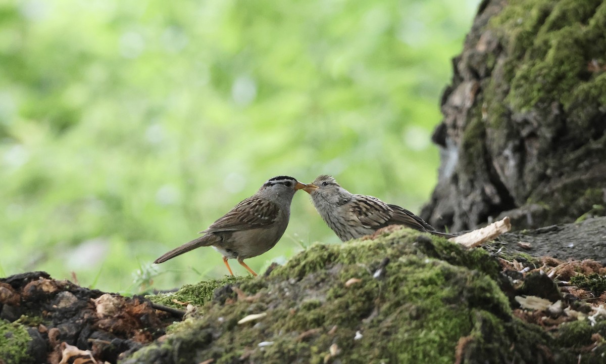 White-crowned Sparrow - ML637816524