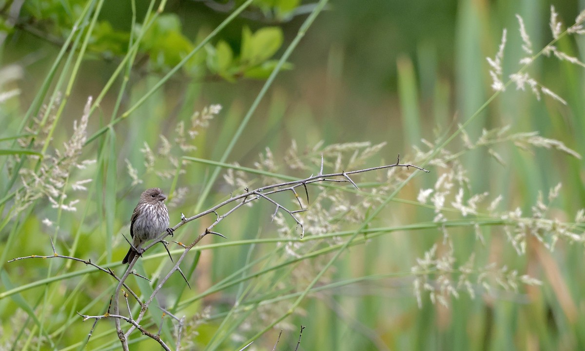 House Finch - ML637816528
