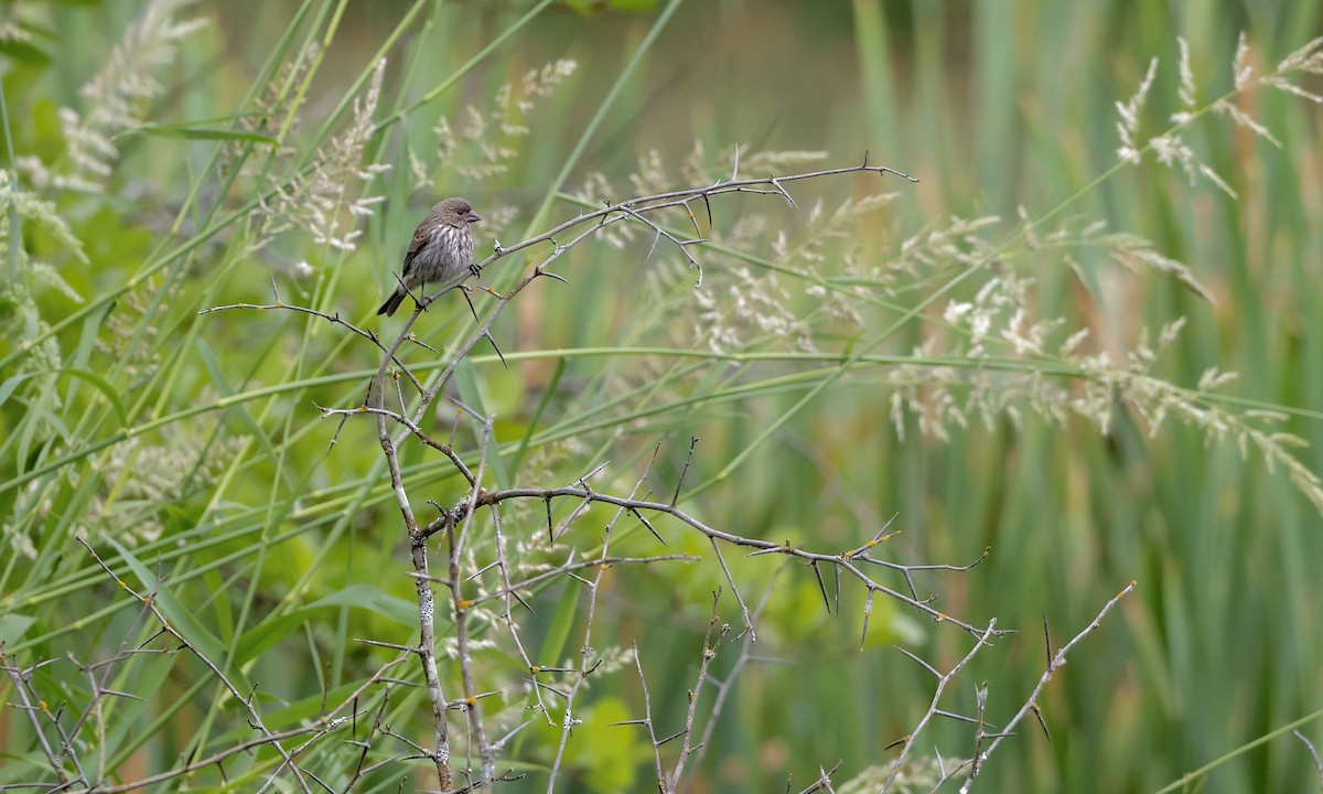 House Finch - ML637816529