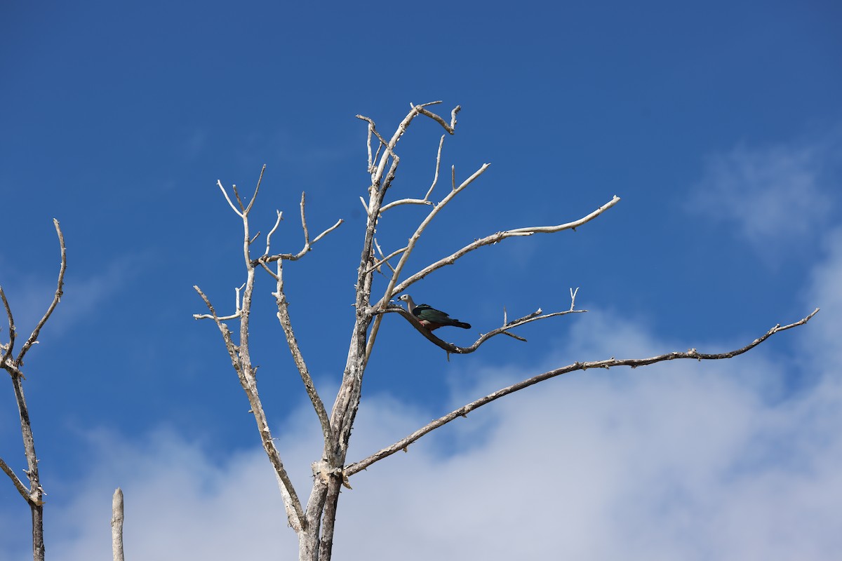 Pacific Imperial-Pigeon - ML637816533