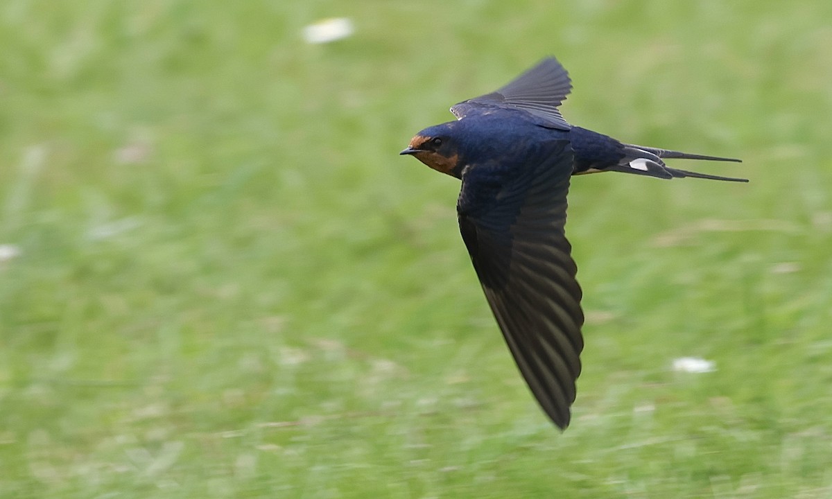 Barn Swallow - ML637816534