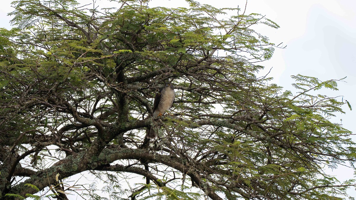 African Goshawk - ML637816544