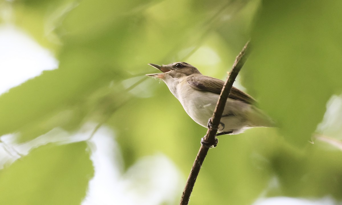 Red-eyed Vireo - ML637816556