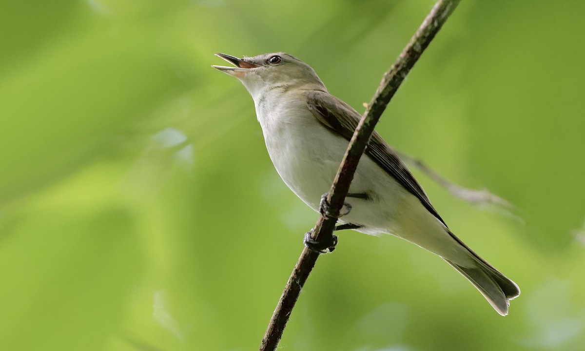 Red-eyed Vireo - ML637816558