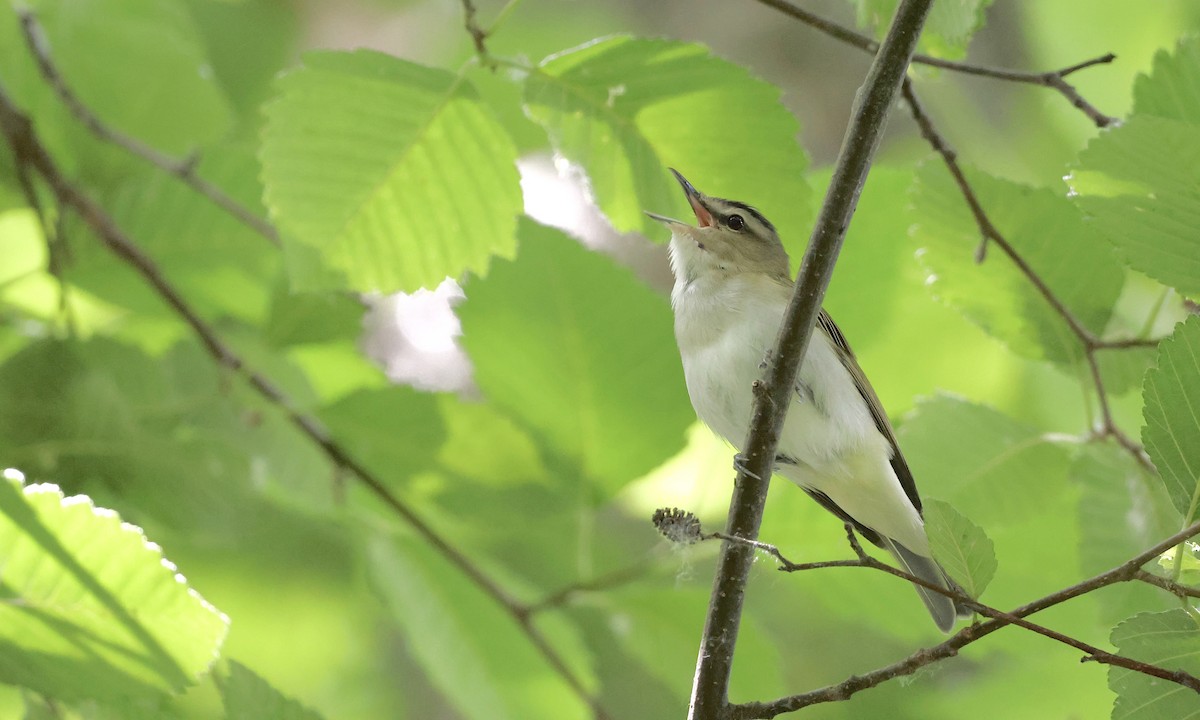 Red-eyed Vireo - ML637816559