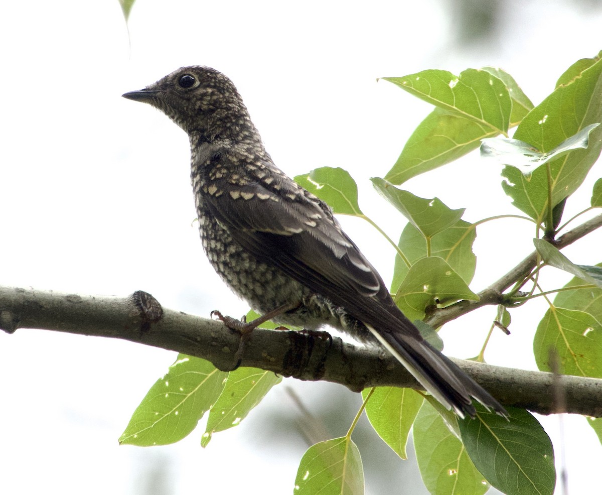 Townsend's Solitaire - ML637816676