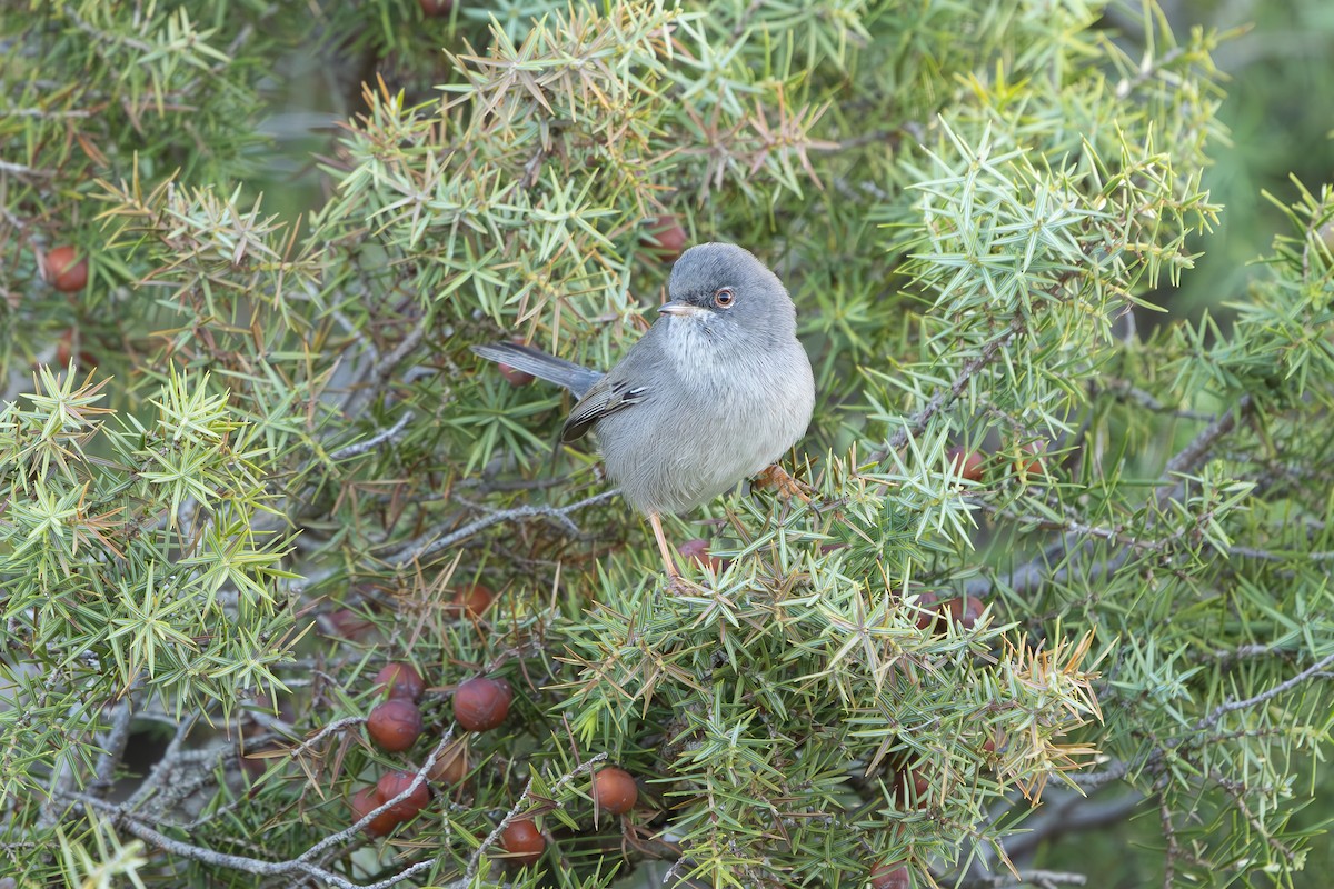 Marmora's Warbler - ML637816679