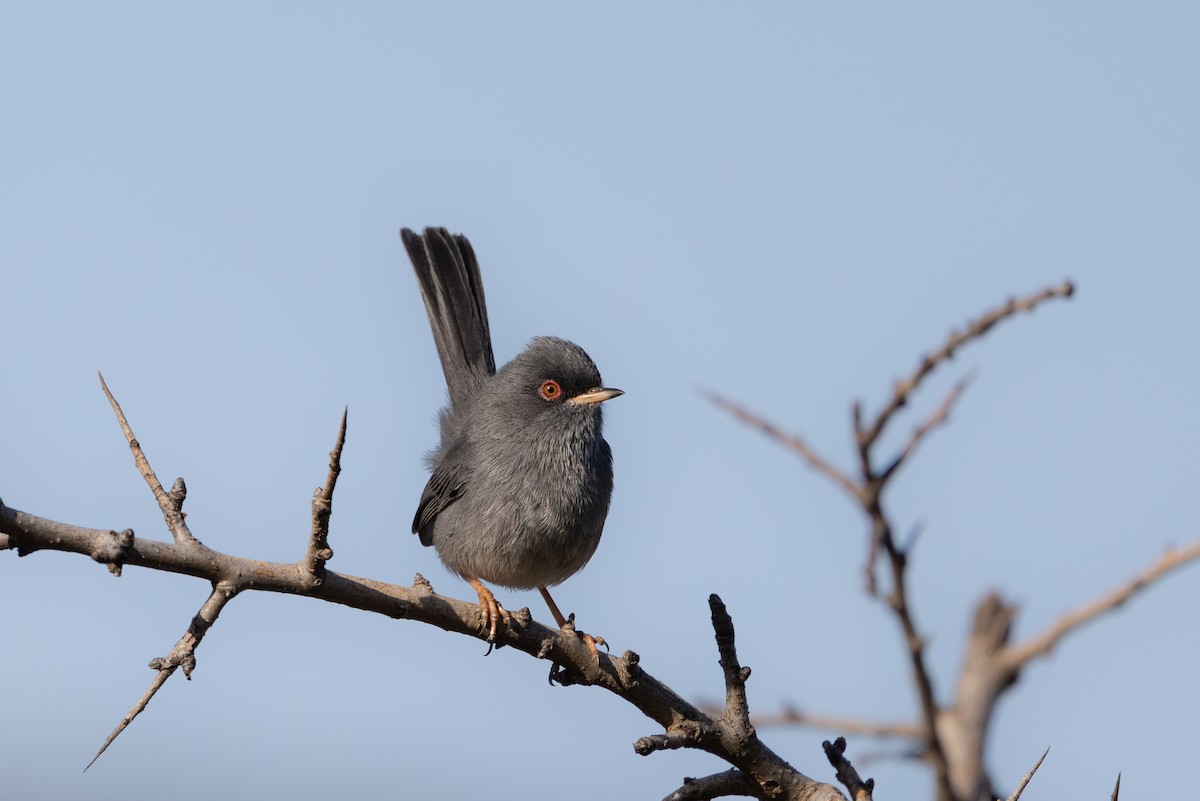 Marmora's Warbler - ML637816680