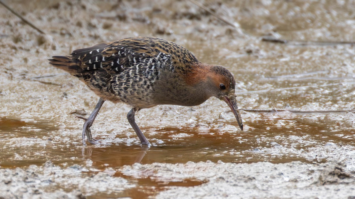 Lewin's Rail - ML637816683