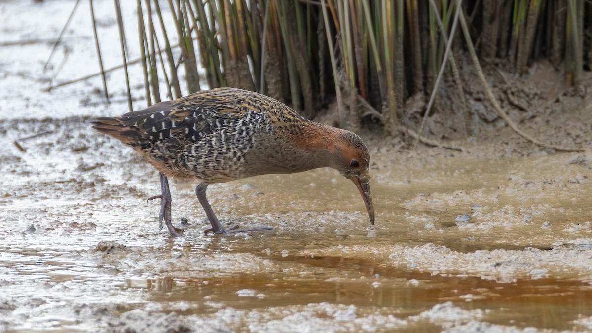 Lewin's Rail - ML637816684