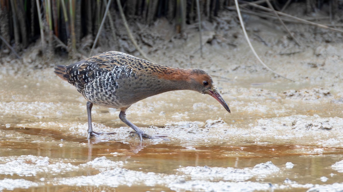 Lewin's Rail - ML637816685