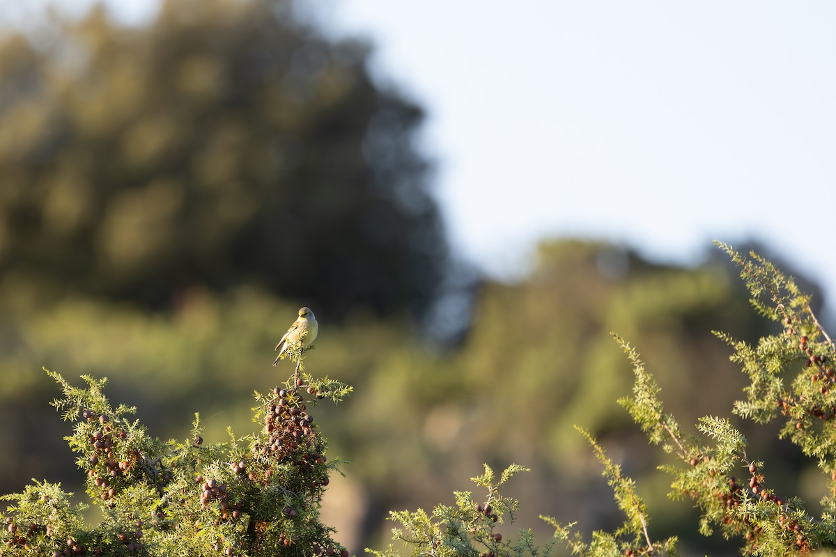 Corsican Finch - ML637816688