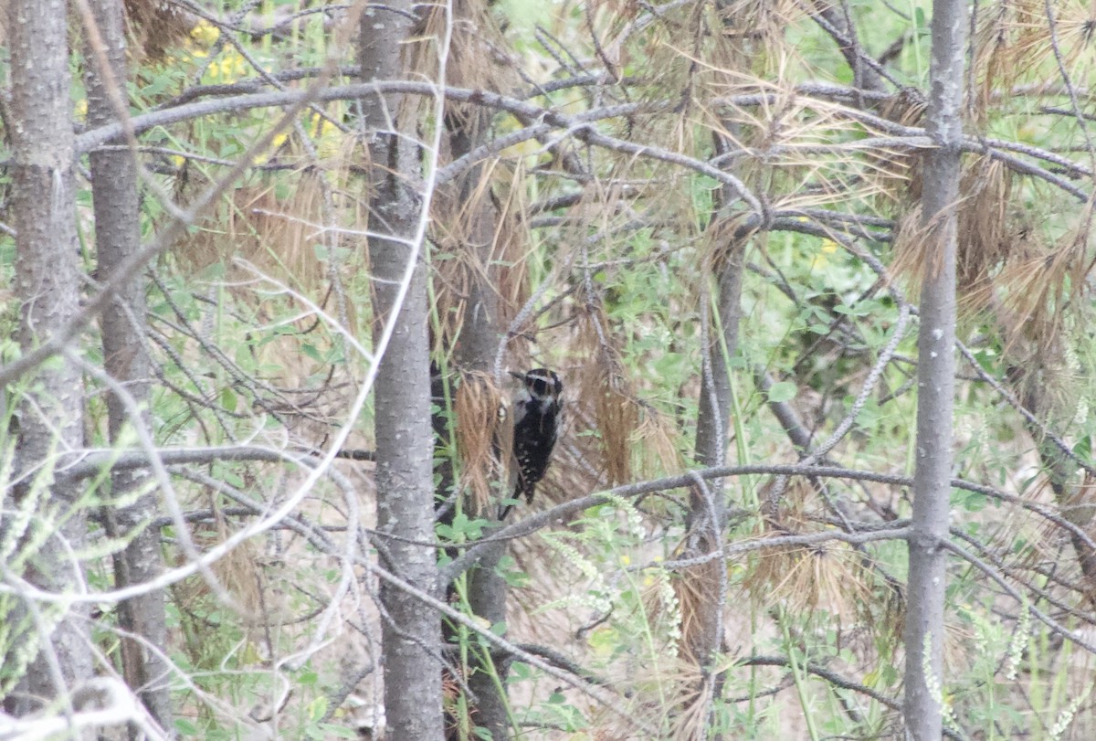 Hairy Woodpecker - ML637816696