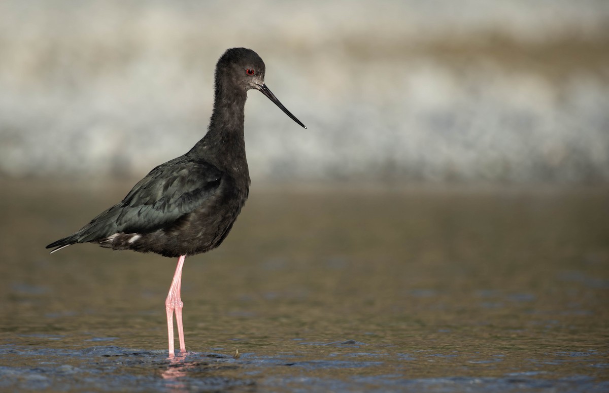 Black Stilt - ML637816697