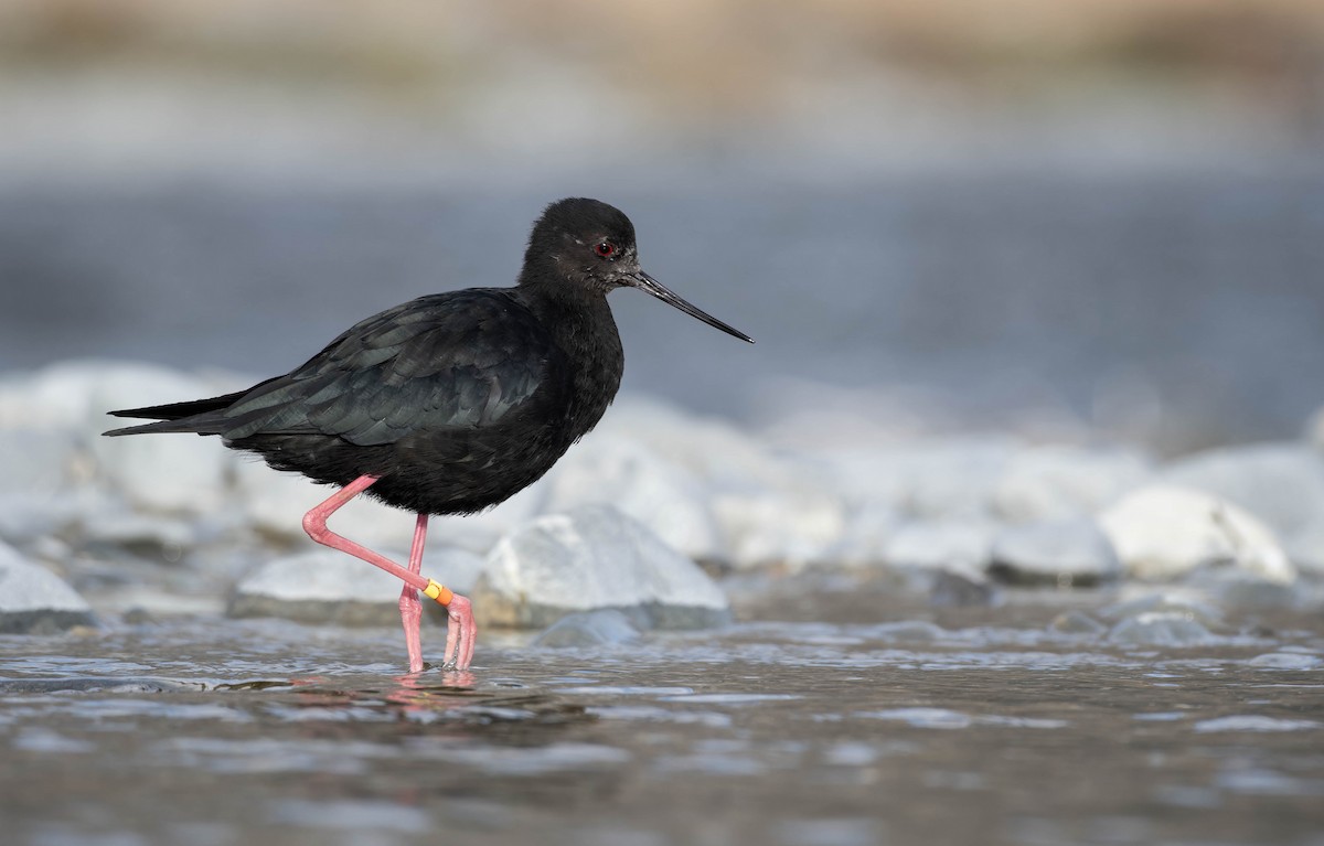 Black Stilt - ML637816700