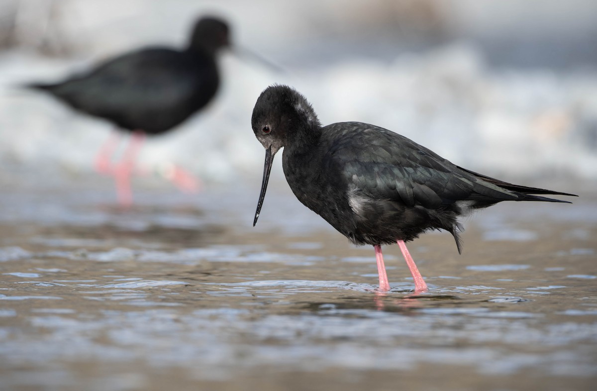 Black Stilt - ML637816701