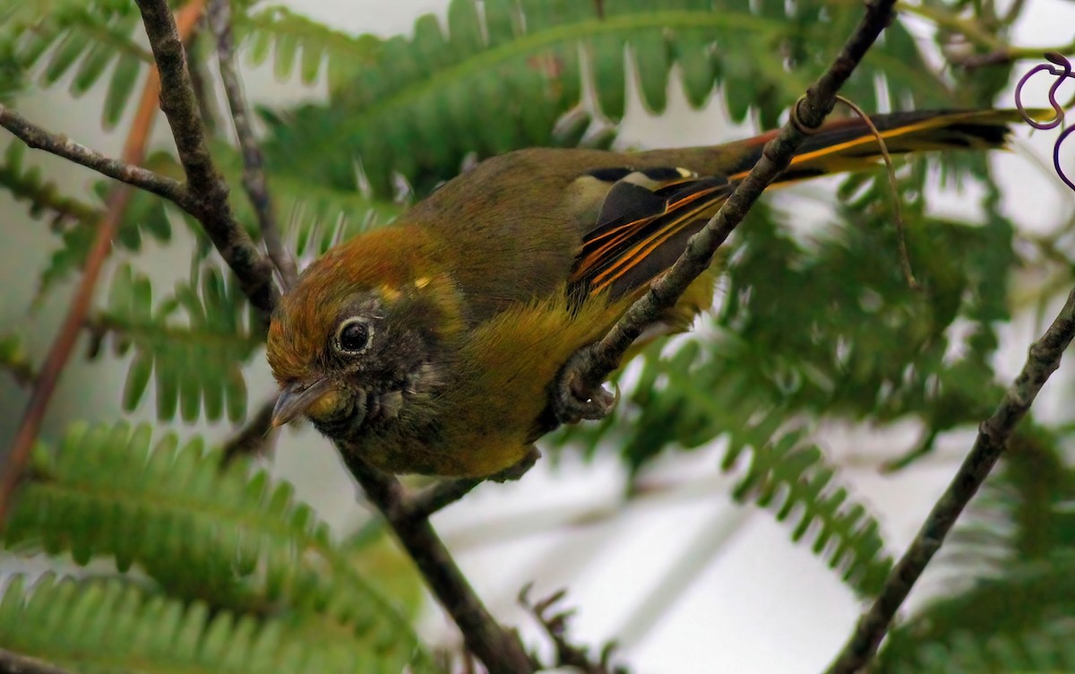 Chestnut-tailed Minla - ML637816716