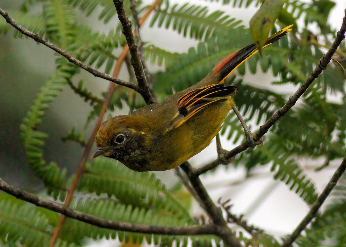 Chestnut-tailed Minla - ML637816717