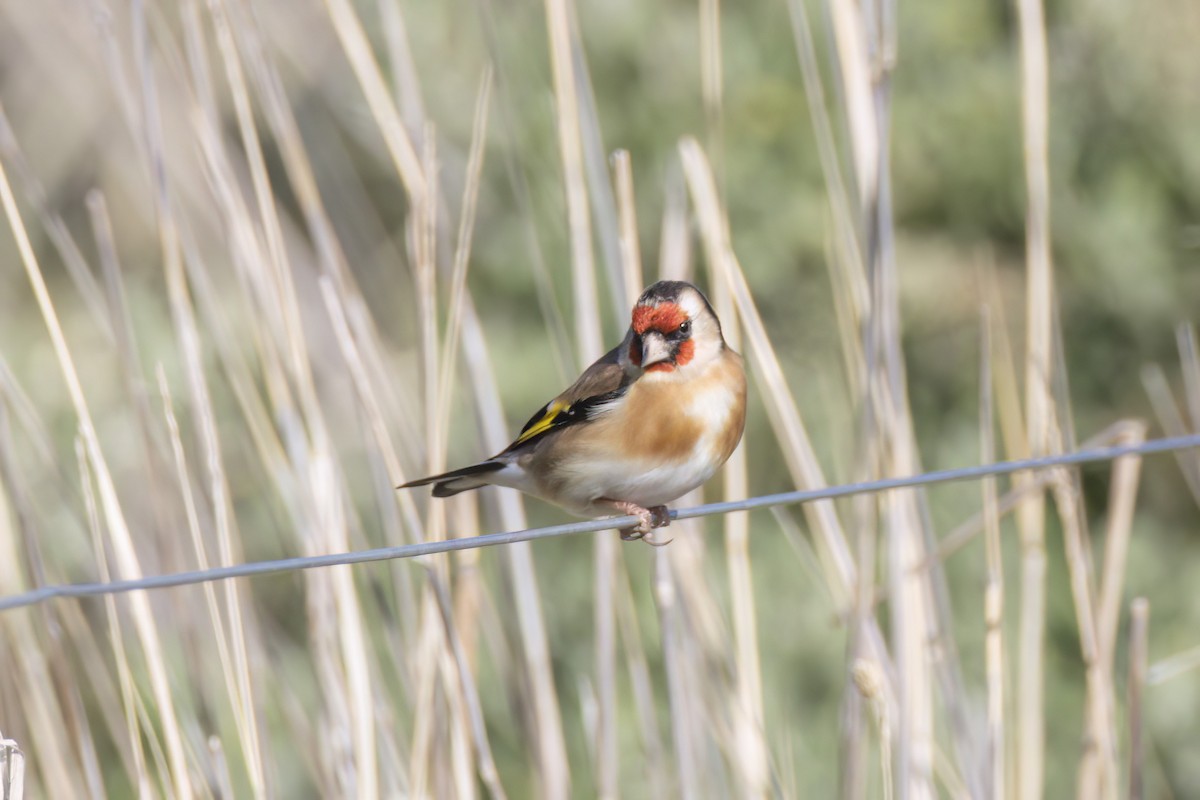 European Goldfinch - ML637816746