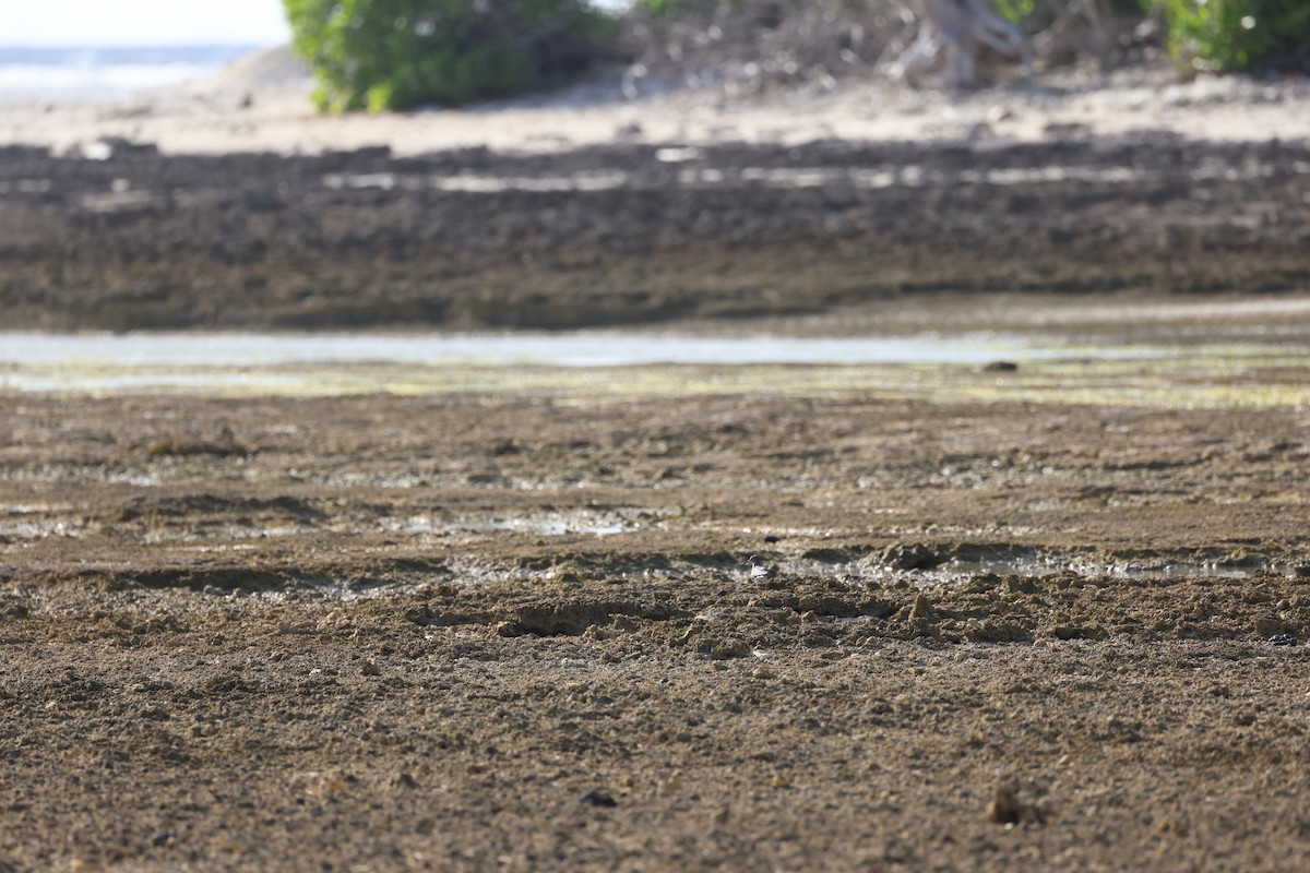 Wandering Tattler - ML637816747