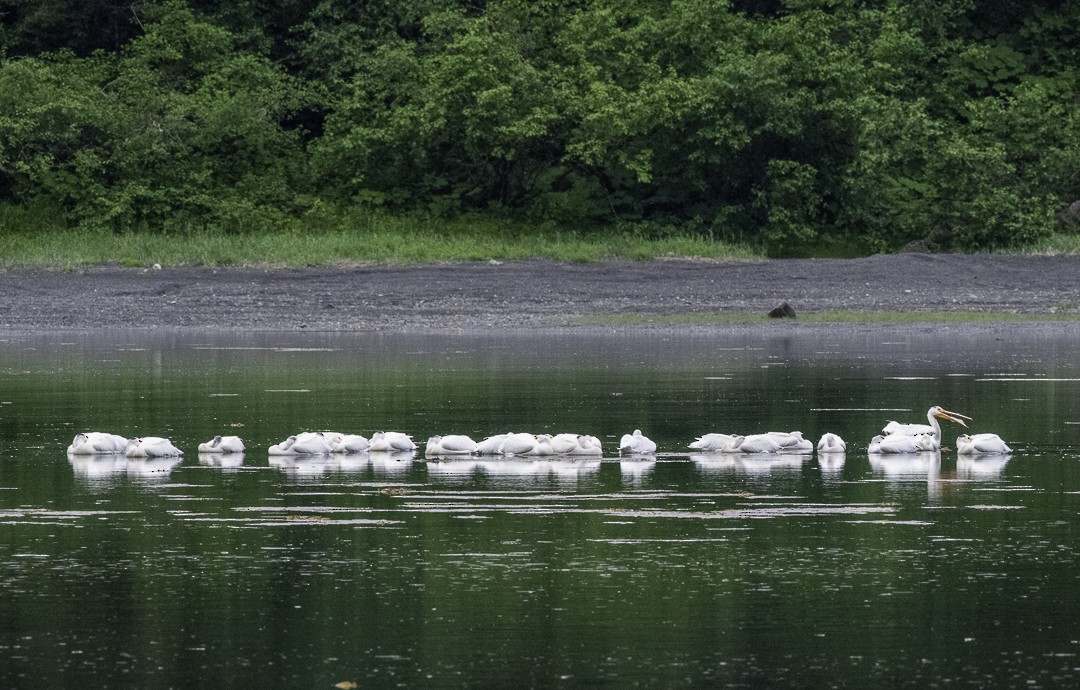 American White Pelican - ML637816758