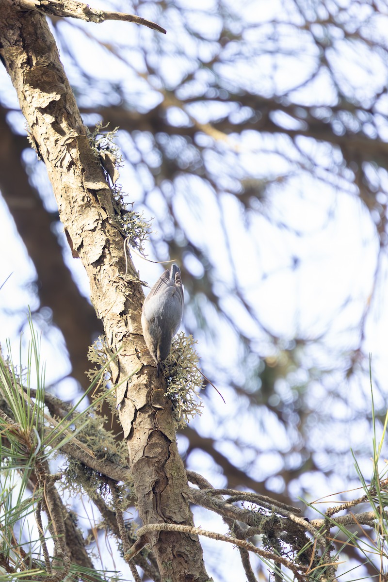 Corsican Nuthatch - ML637816766