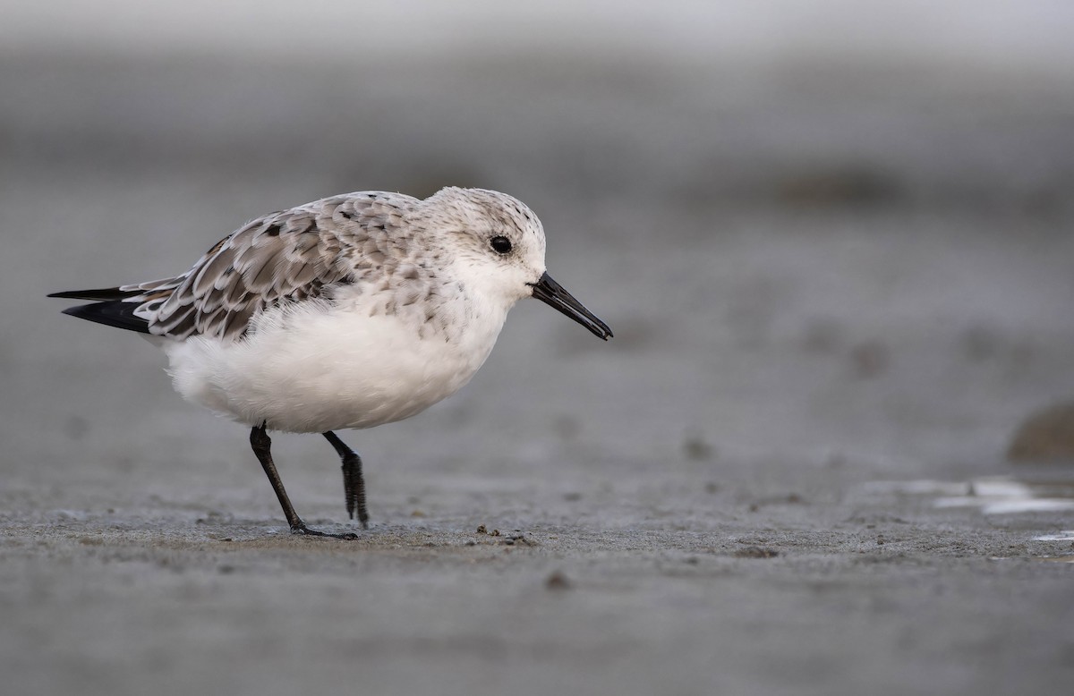 Sanderling - ML637816796
