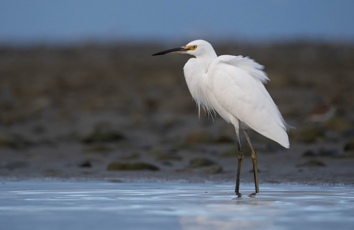 Little Egret - ML637816798