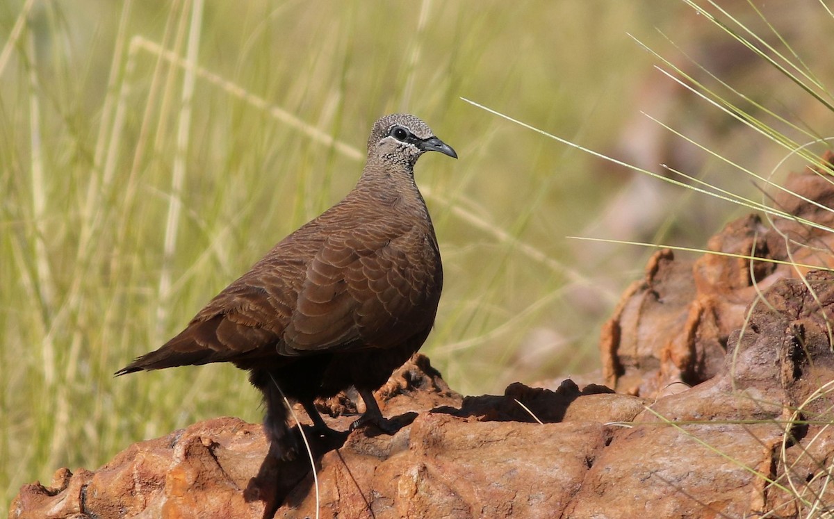 White-quilled Rock-Pigeon - ML63781681