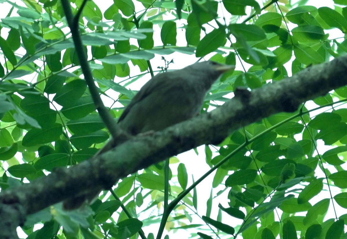 Jungle Babbler - ML637816838
