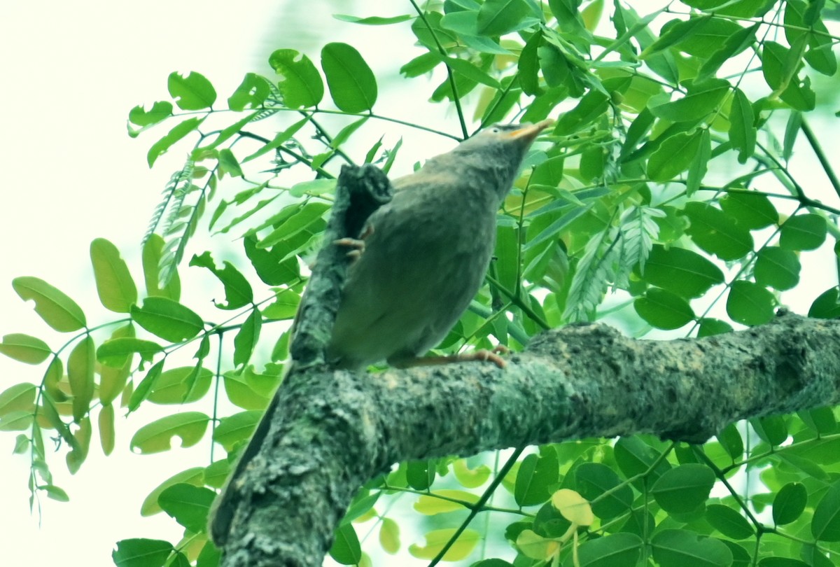 Jungle Babbler - ML637816839