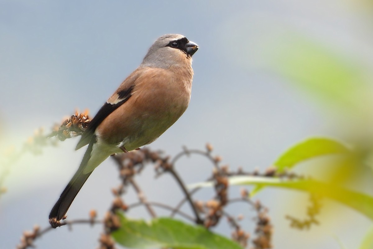 Gray-headed Bullfinch - ML637816884