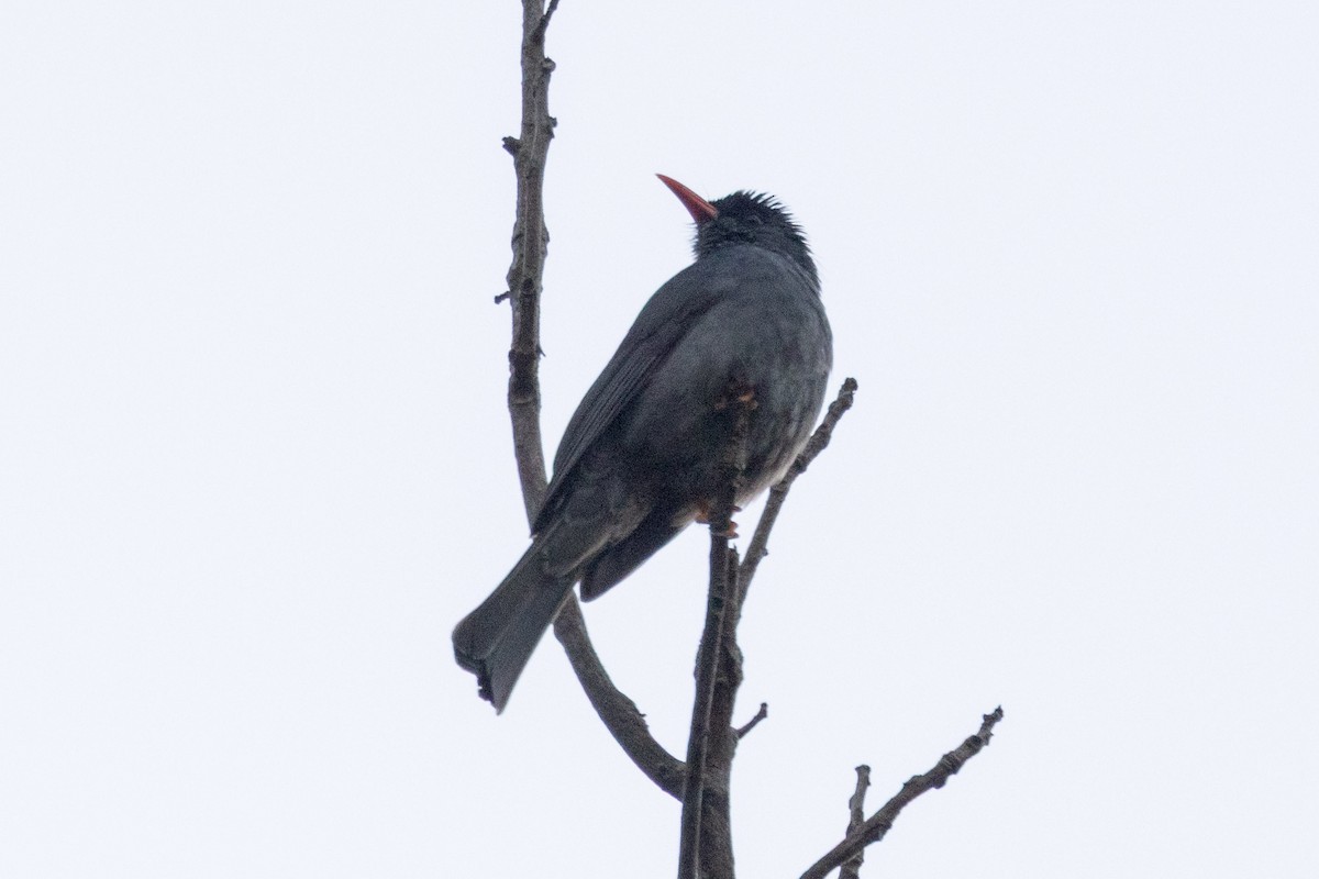 Square-tailed Bulbul - ML637816888