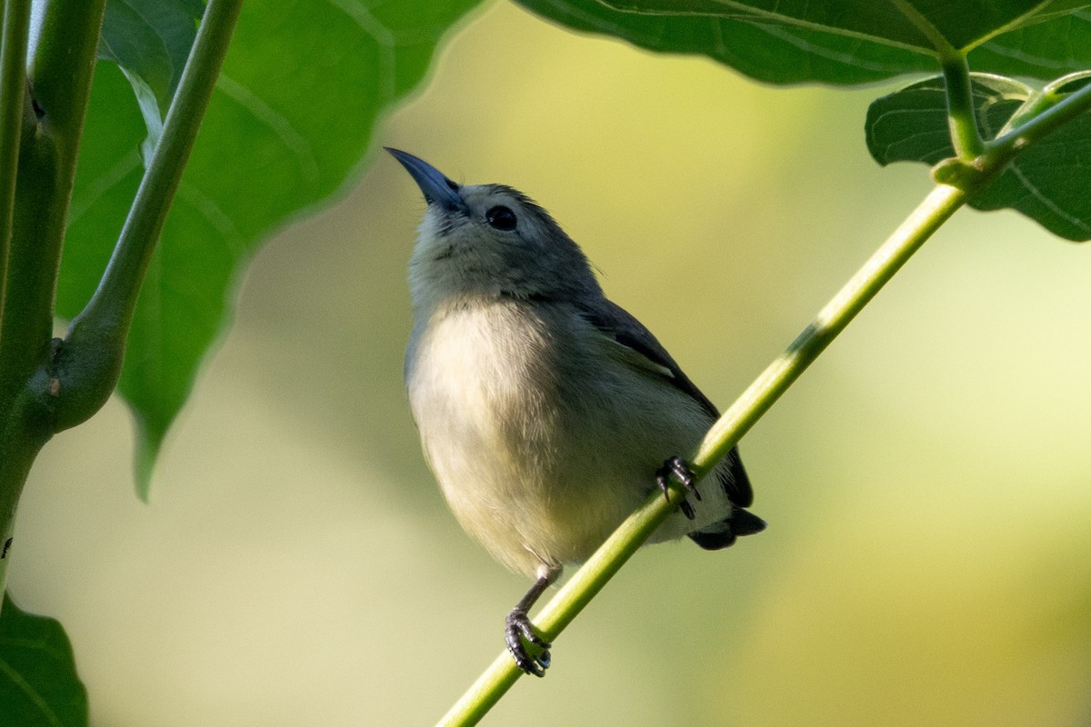 Nilgiri Flowerpecker - ML637816895