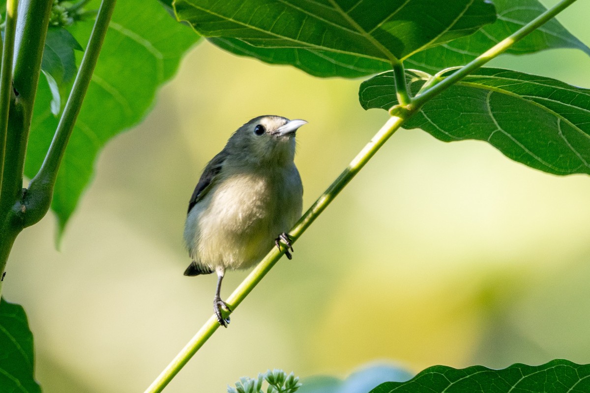 Nilgiri Flowerpecker - ML637816896