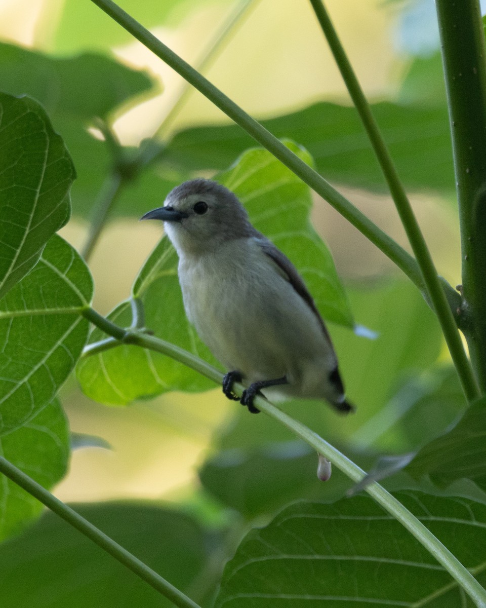 Nilgiri Flowerpecker - ML637816897