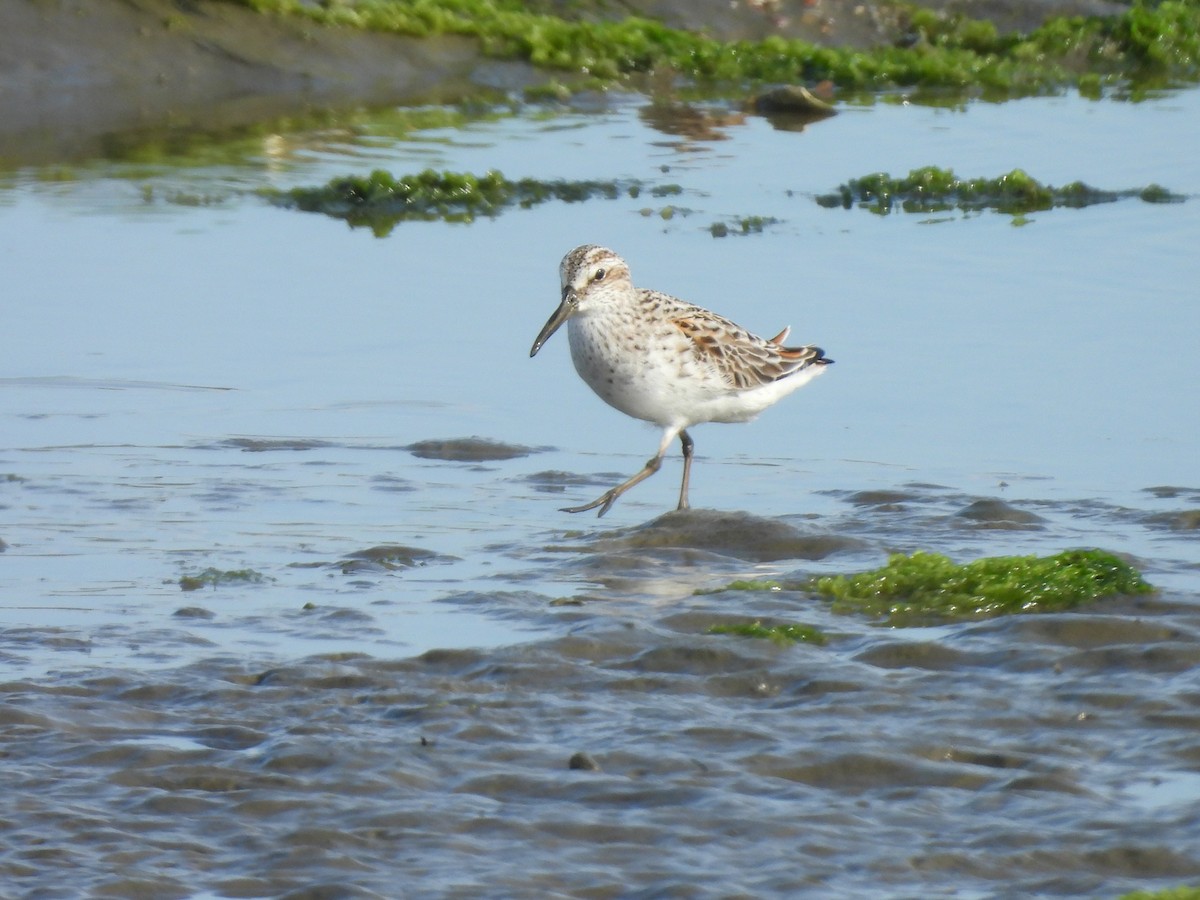 Broad-billed Sandpiper - ML637816978