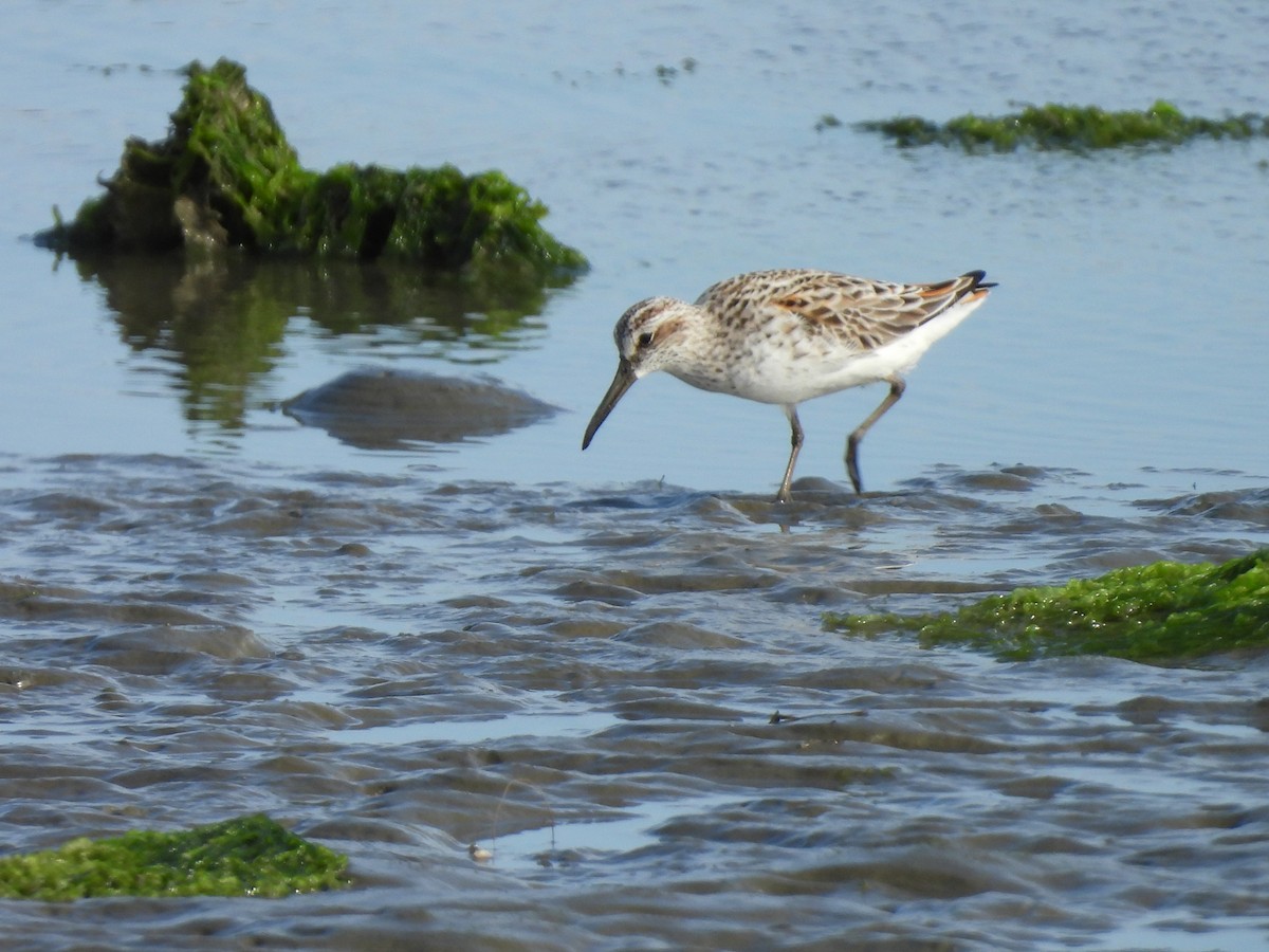 Broad-billed Sandpiper - ML637816979