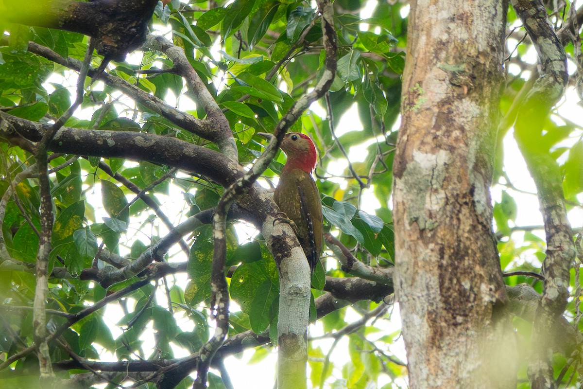 Red-collared Woodpecker - ML637817021