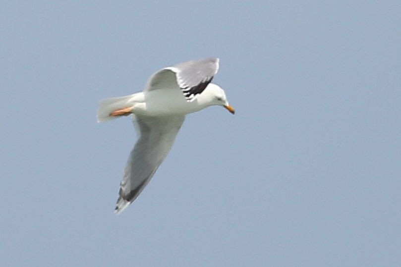 European Herring Gull - ML637817024