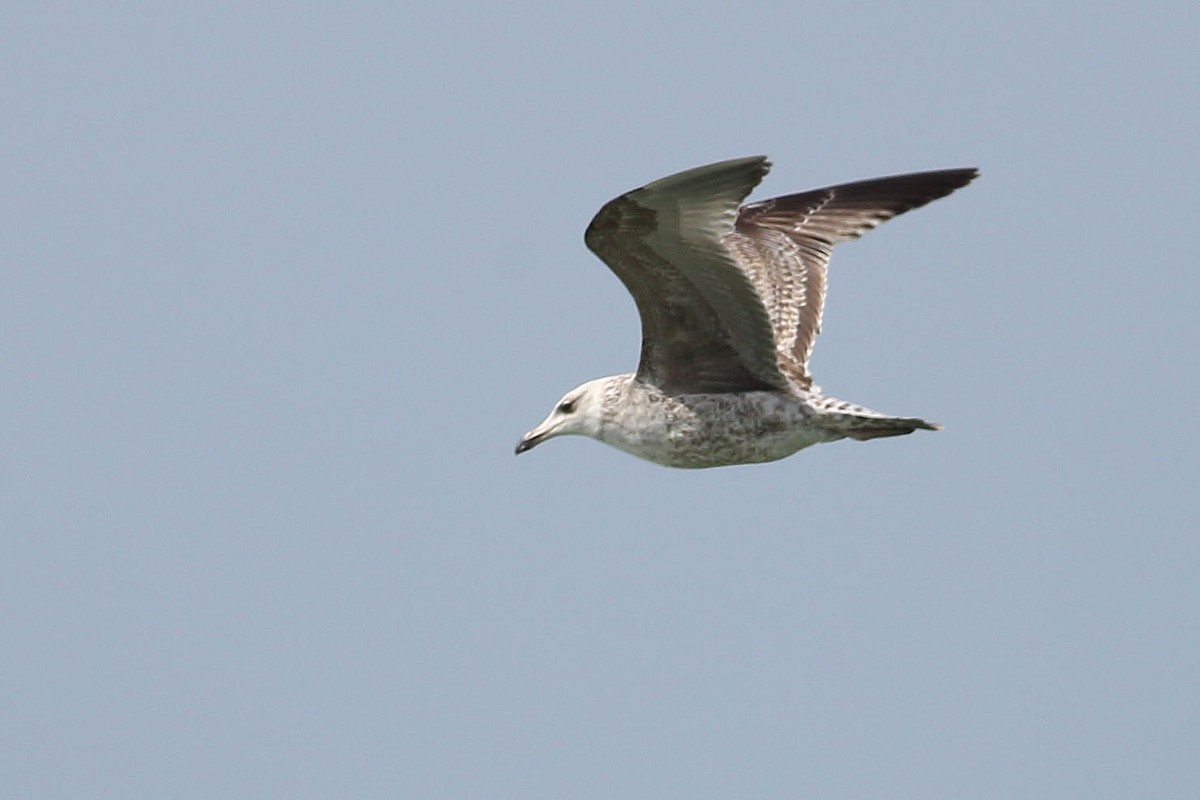 European Herring Gull - ML637817025