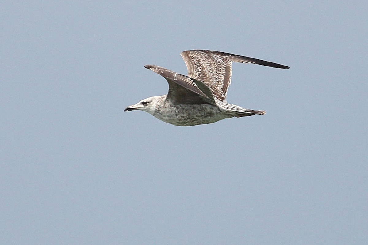 European Herring Gull - ML637817026