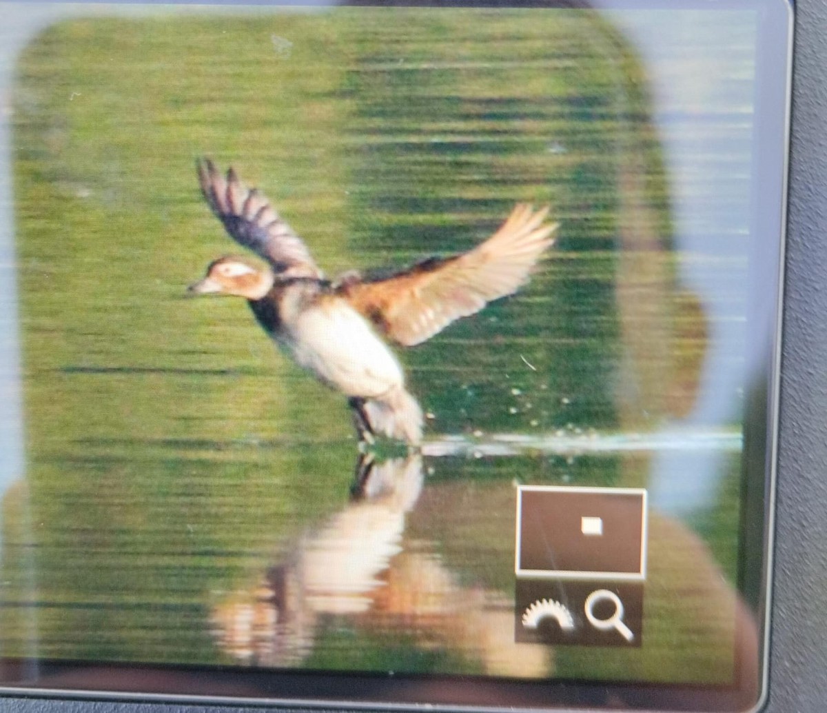 Long-tailed Duck - ML637817074